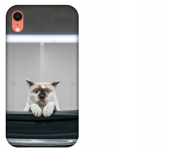 

Etui pokrowiec iPhone Xr Kot kotek smieszne zwierz