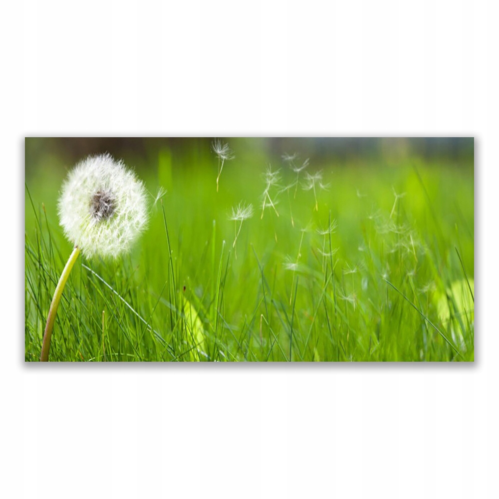 

Obraz na prezent 120x60 Dmuchawiec Trawa Roślina