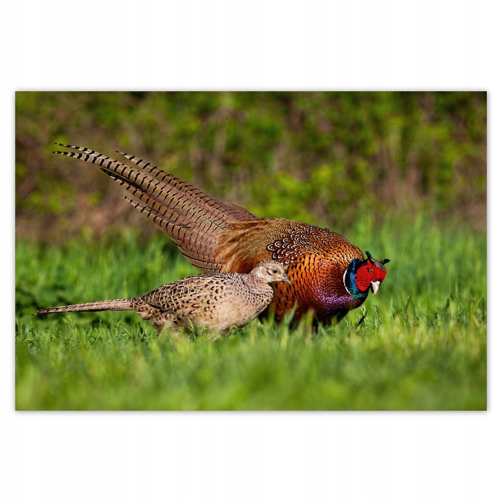 

Plakaty 185x125 Rodzina bażanatów Ptaki