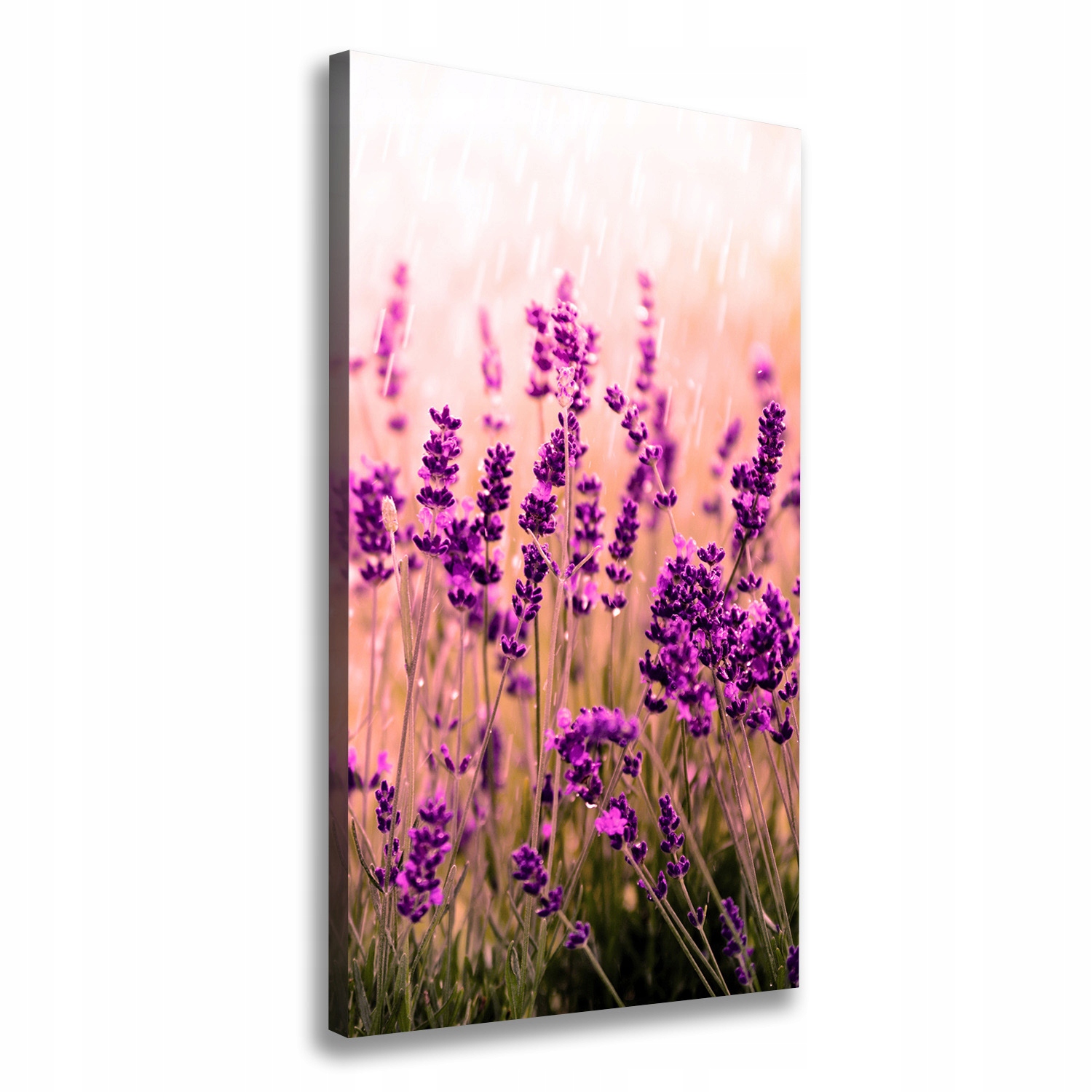 

Foto obraz canvas do salonu Pole lawendy 60x120