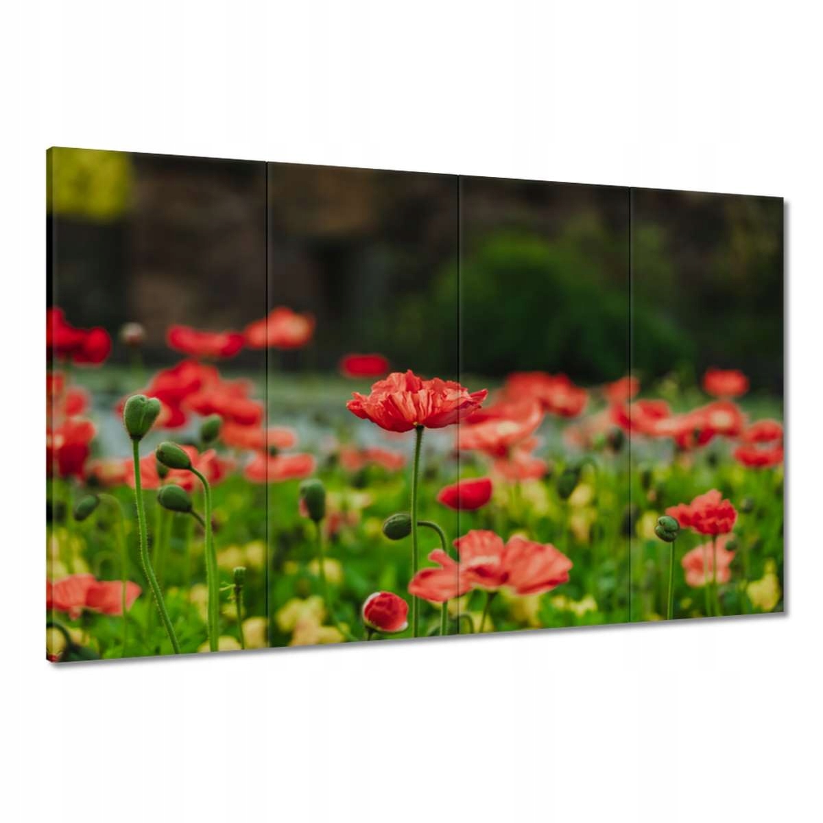 Obrazy 120x80 Mák Máky Květiny
