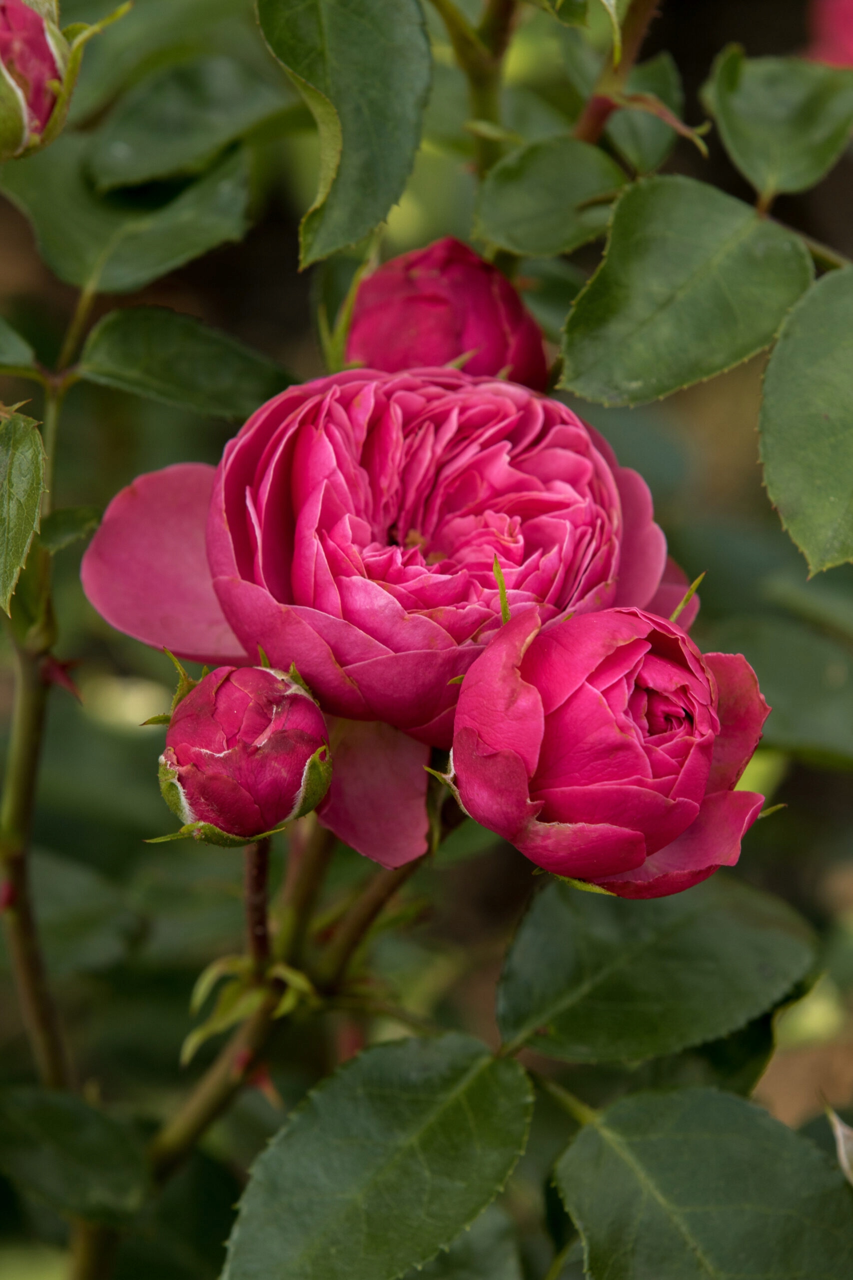 Róża Rabatowa MAGIC ROKOKO Śliczna Intensywny Róż PREMIUM Doniczka XL