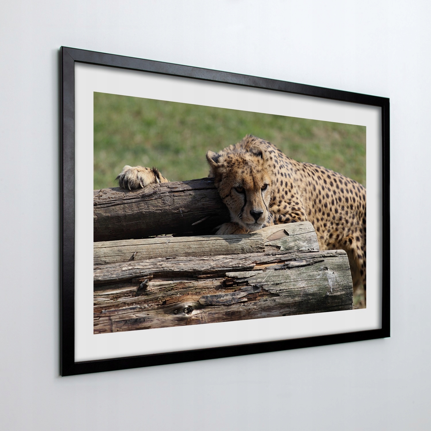 Fotoobraz v ráme na stenu Gepard strom 100x70