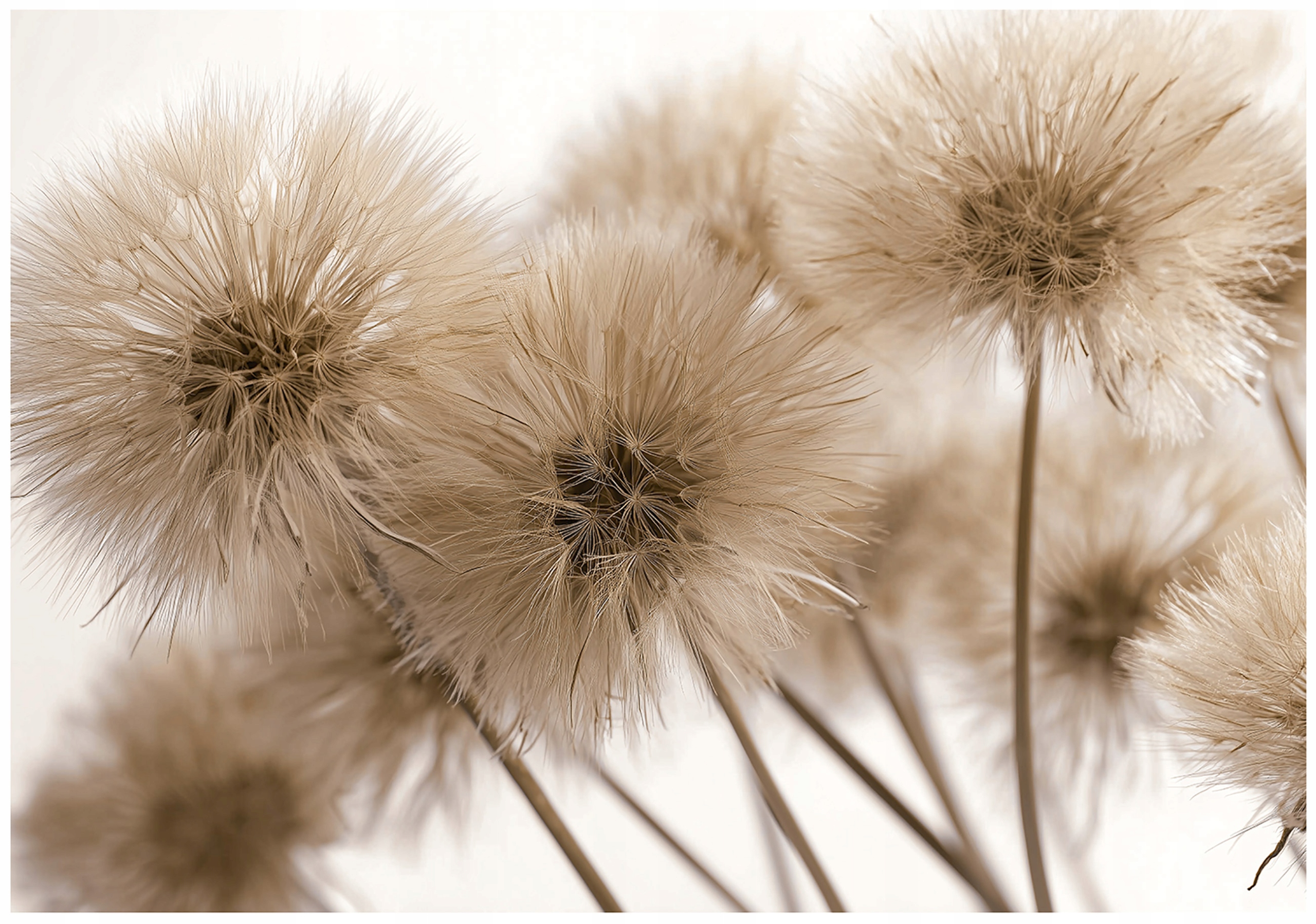 Fototapeta Dmychadla Boho Natura Béžová Hnědá Louka Rostliny 250x175