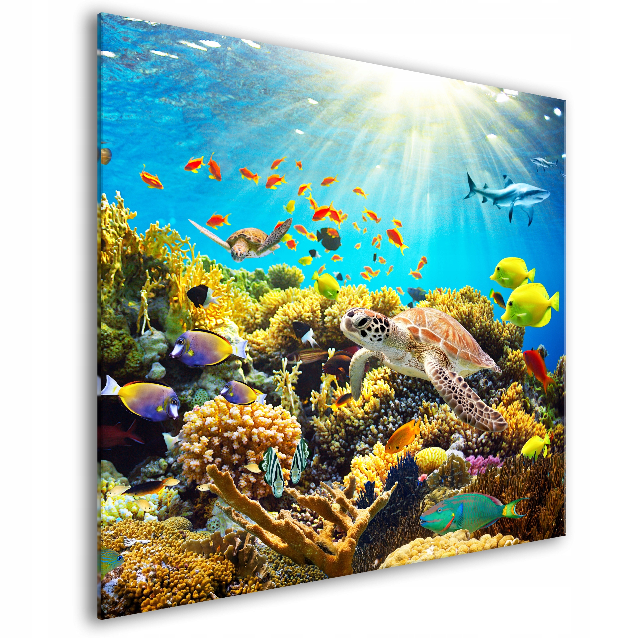 Skleněný Kuchyňský Panel 80x80 g-A-0211-aq-a