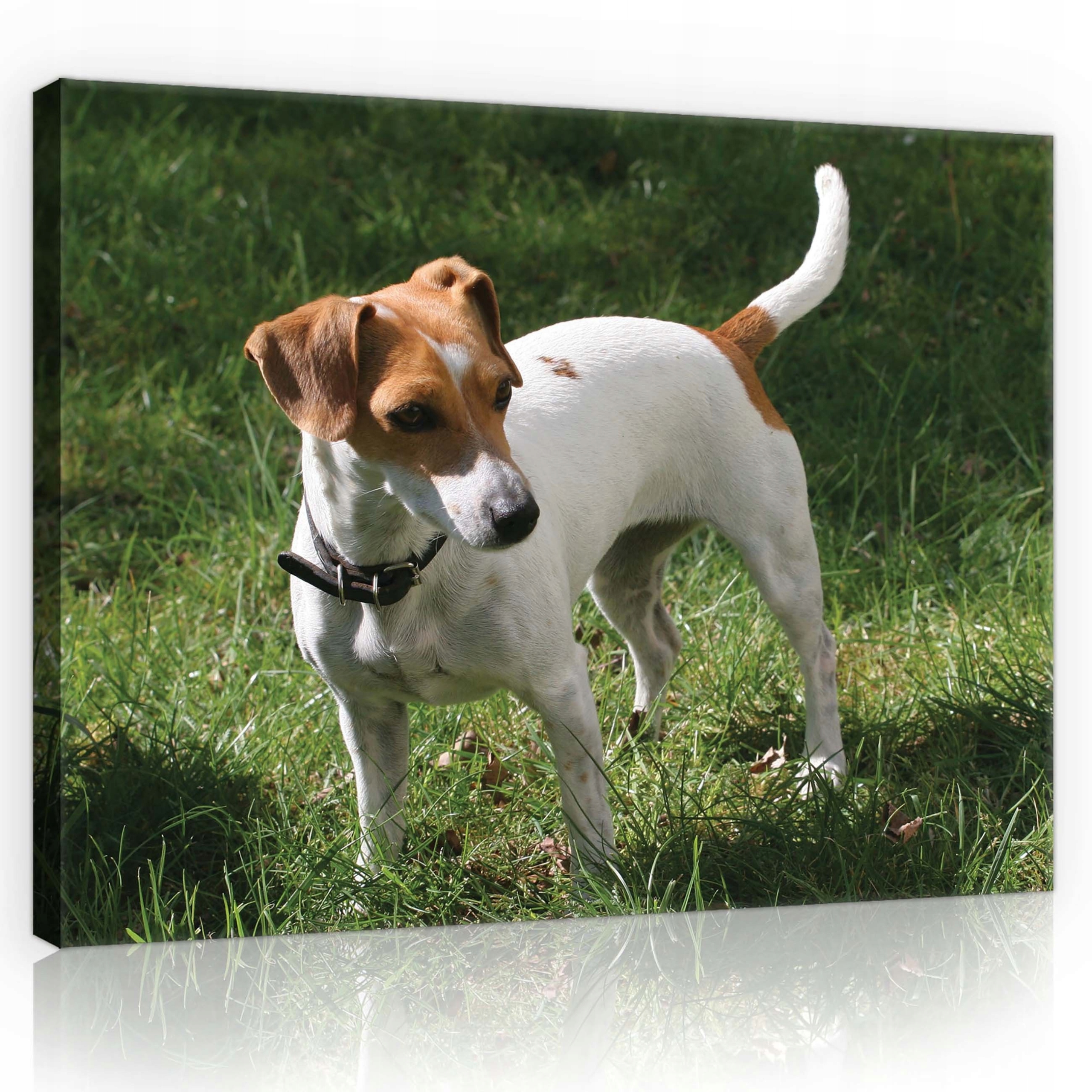Obraz 80x60 Jack Russell Teriér pes zvíře portrét roztomilá tráva