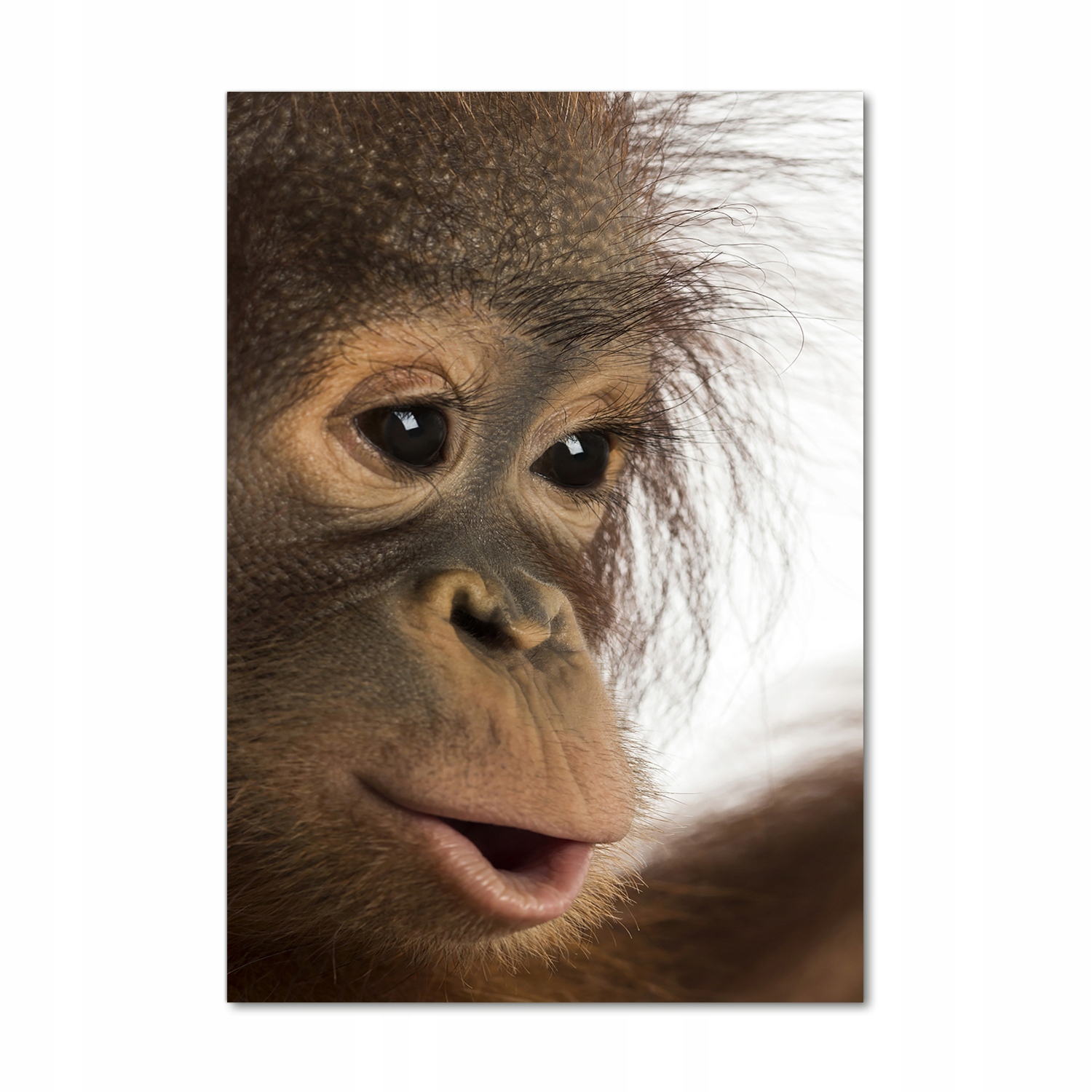 

Foto obraz szkło akrylowe Młody orangutan 70x100cm