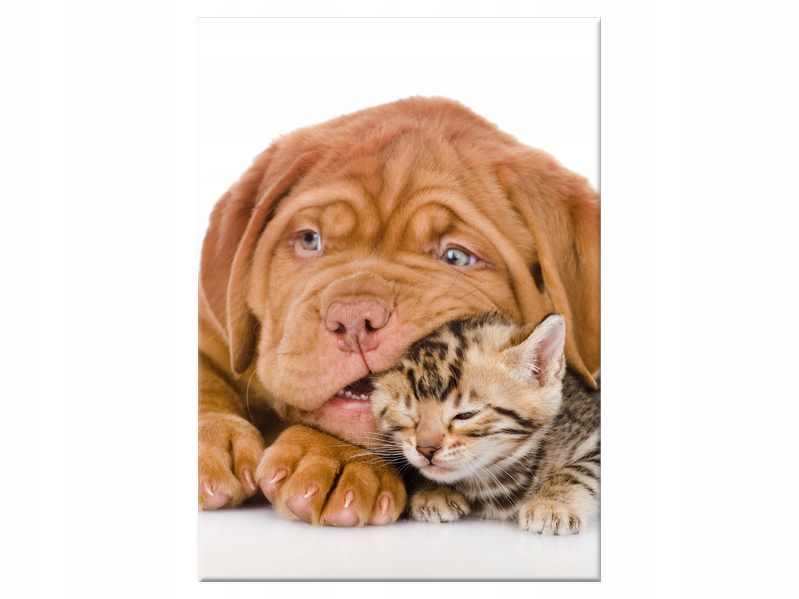 

Obraz Jak pies z kotem 50x70 Zwierzęta Pies salon