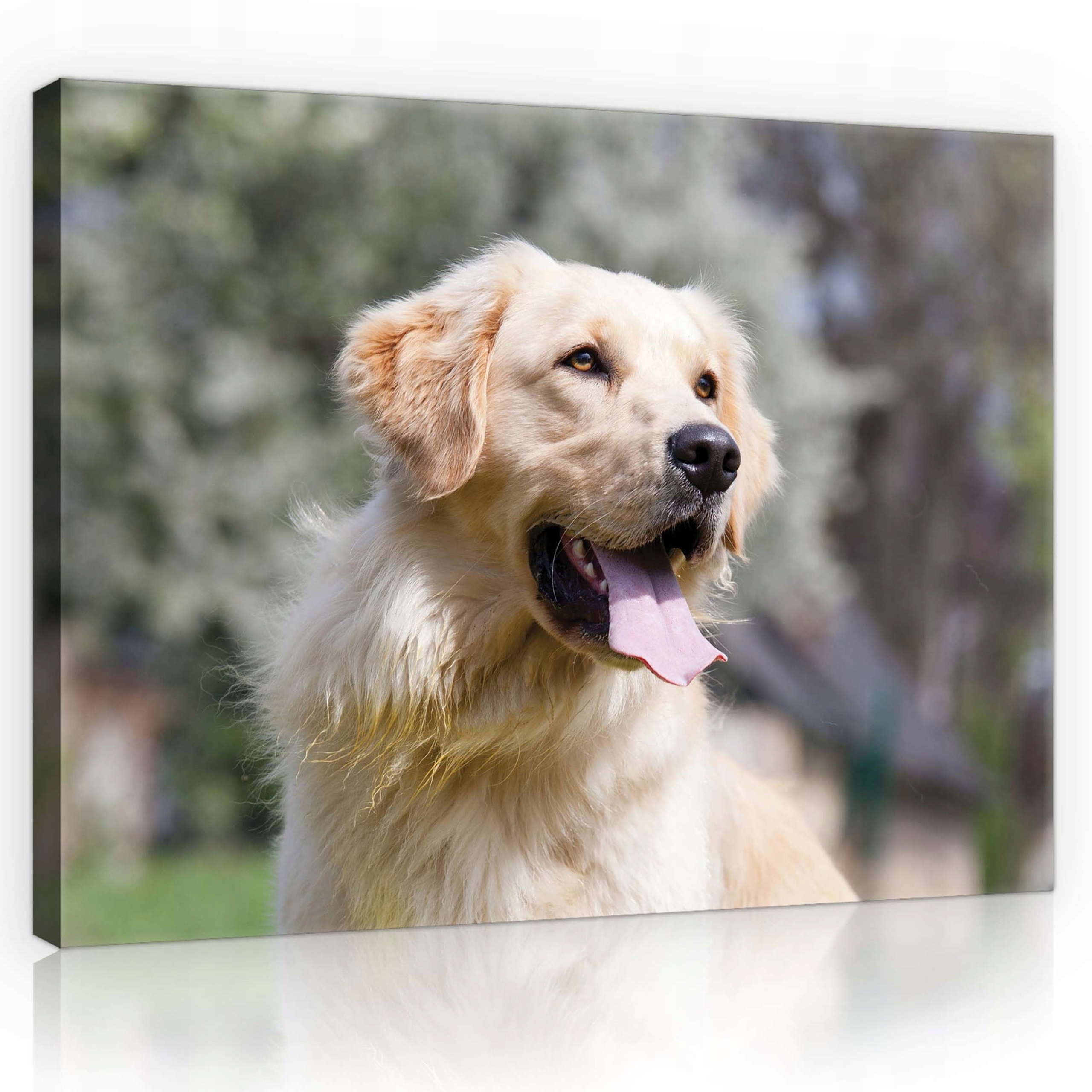 Obraz 80x60 Zlatý retrívr pes portrét zblízka přítel radost