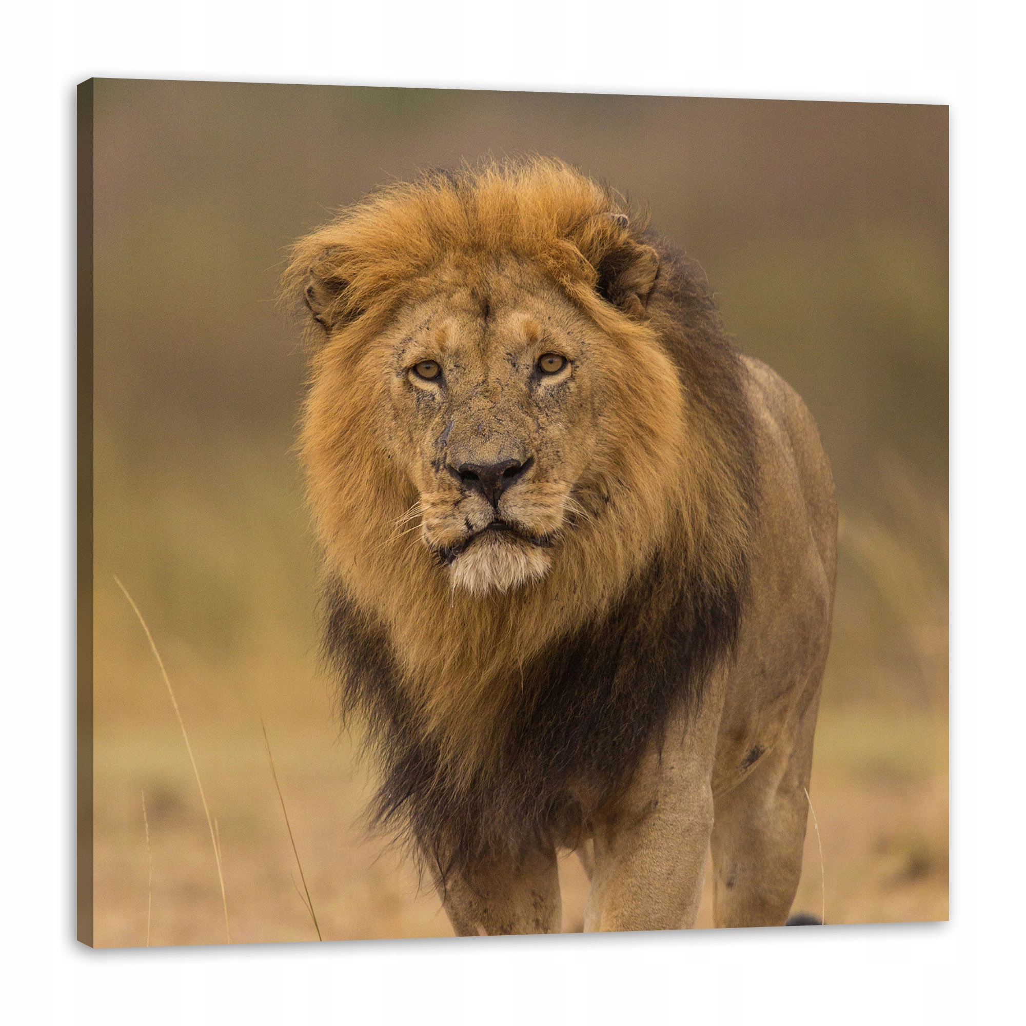 Obraz na plátně Lev Příroda Savana Divočina 80x80 cm Ideální jako dárek