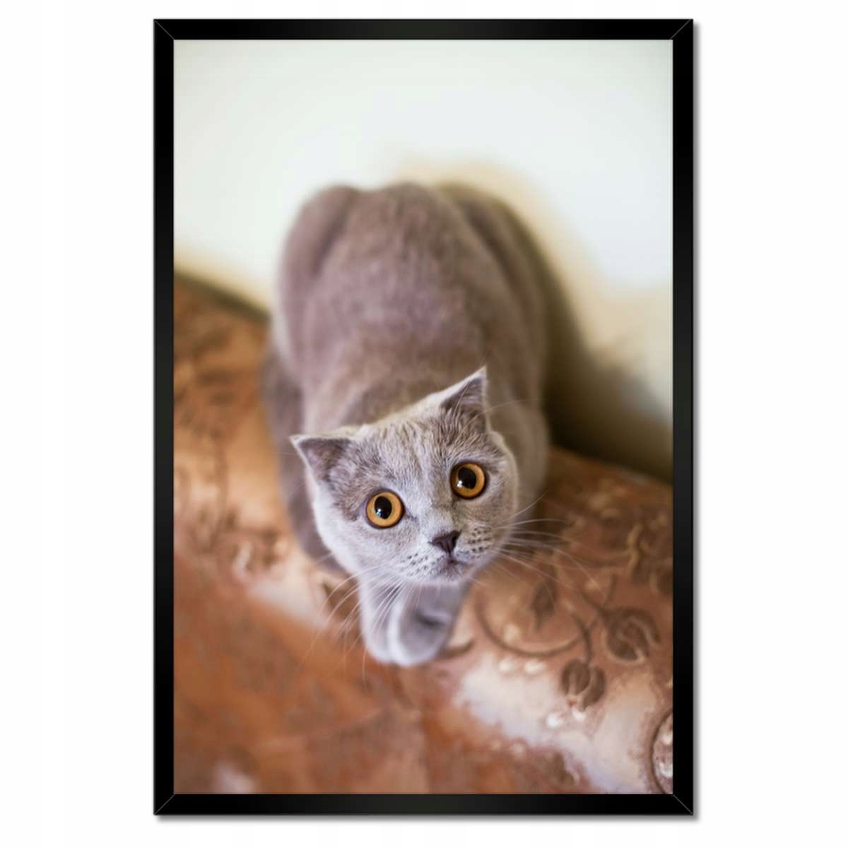 Plakáty v rámu 40x60 Kočka Kočky Kicia
