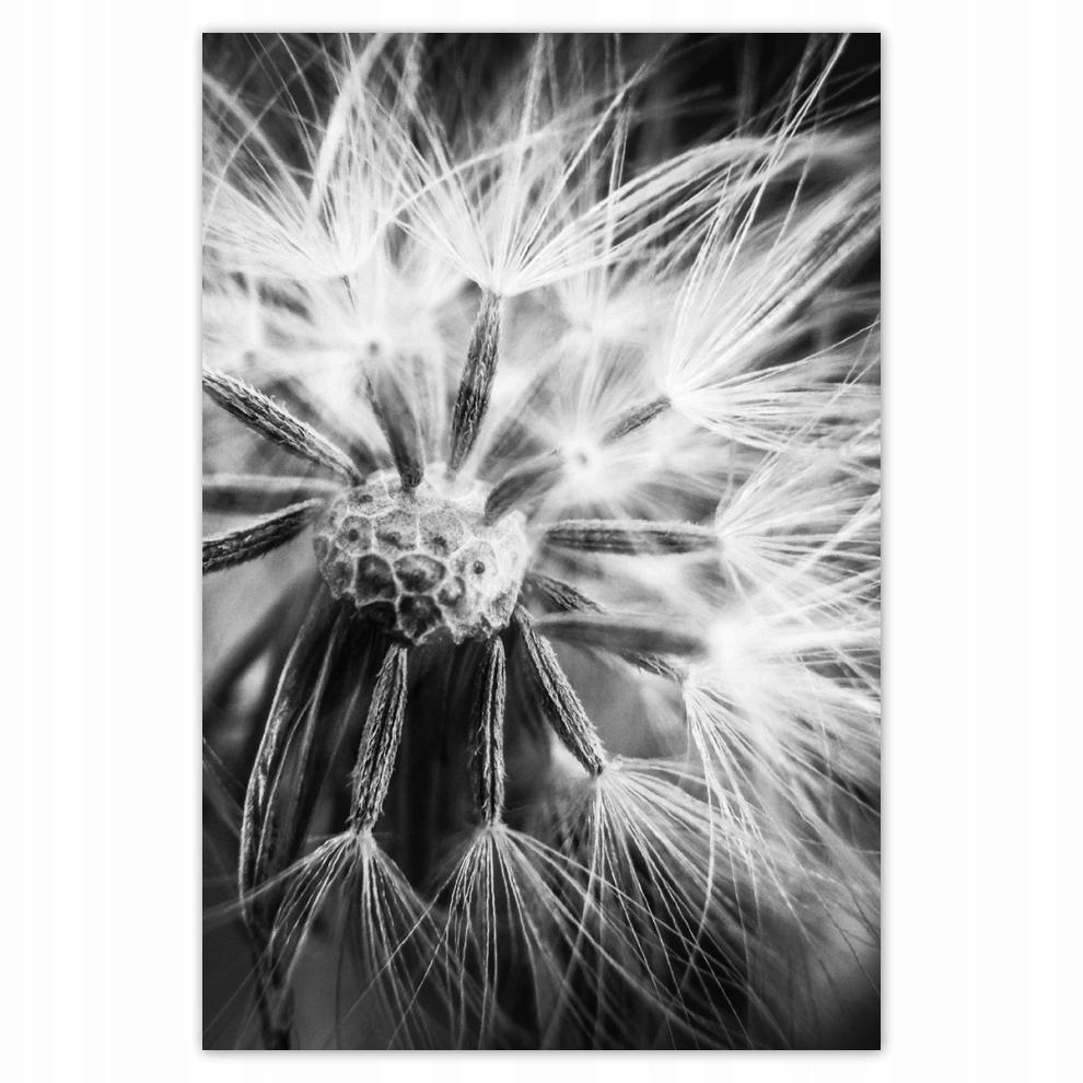 

Plakat 62x93 Dmuchawiec Kwiat Kwiatki