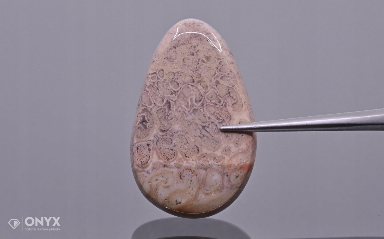 Zkamenělá palma konvexní nepravidelná dlažba 29x18,5 mm