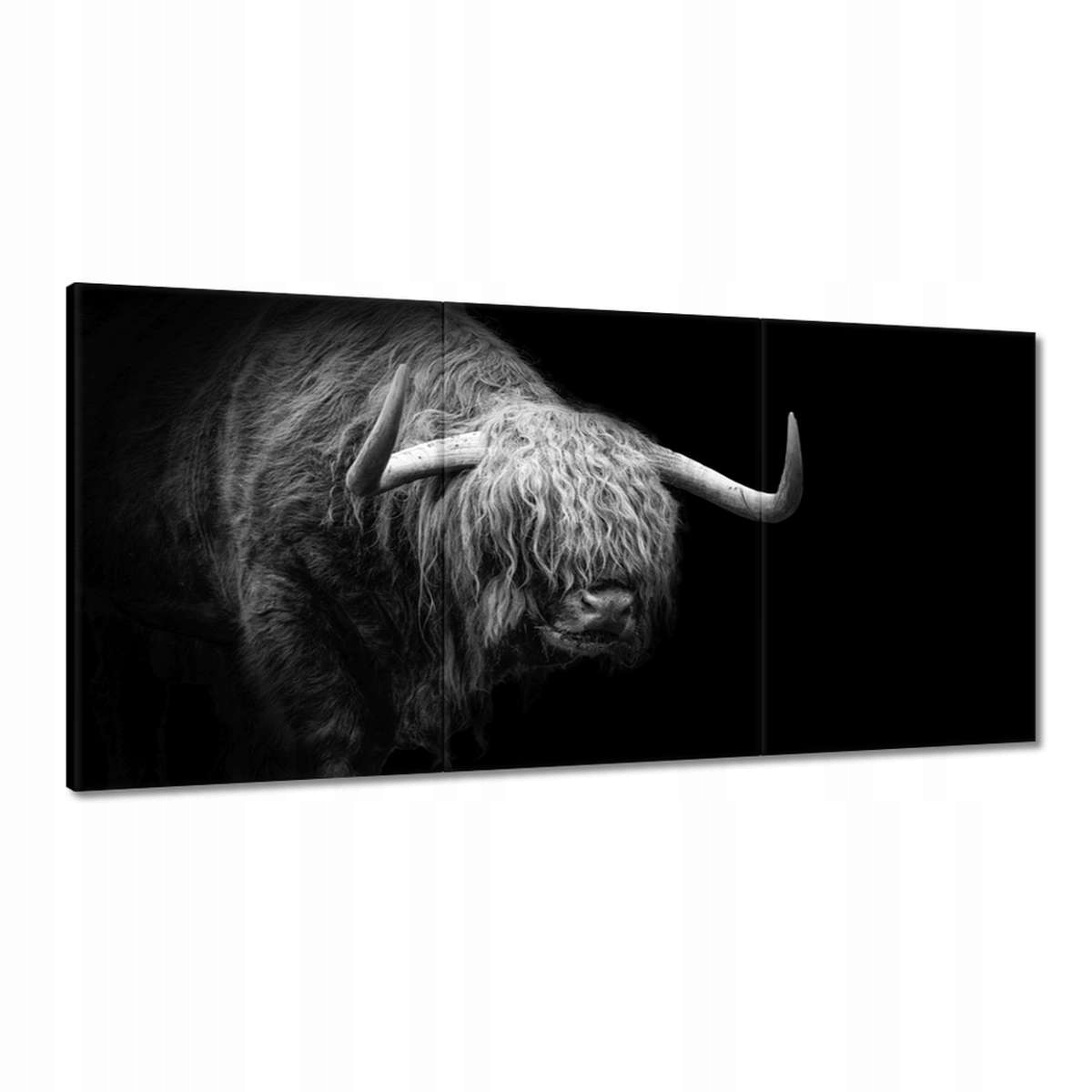 Obrazy 180x90 Skotská kráva a zvíře