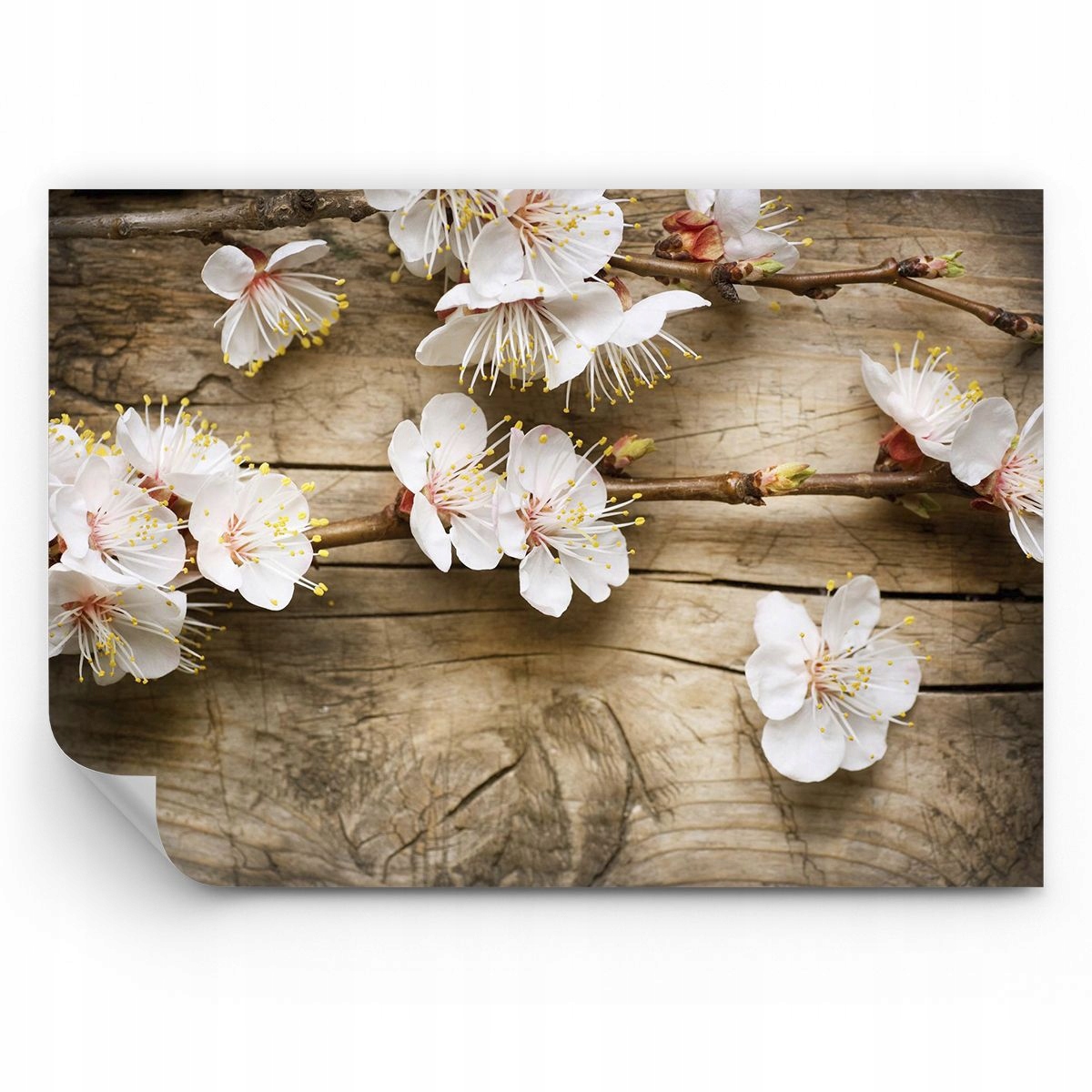 Fototapeta Kwiaty Tapeta Na Ścianę Do Sypialni Salonu 300x210 Ps