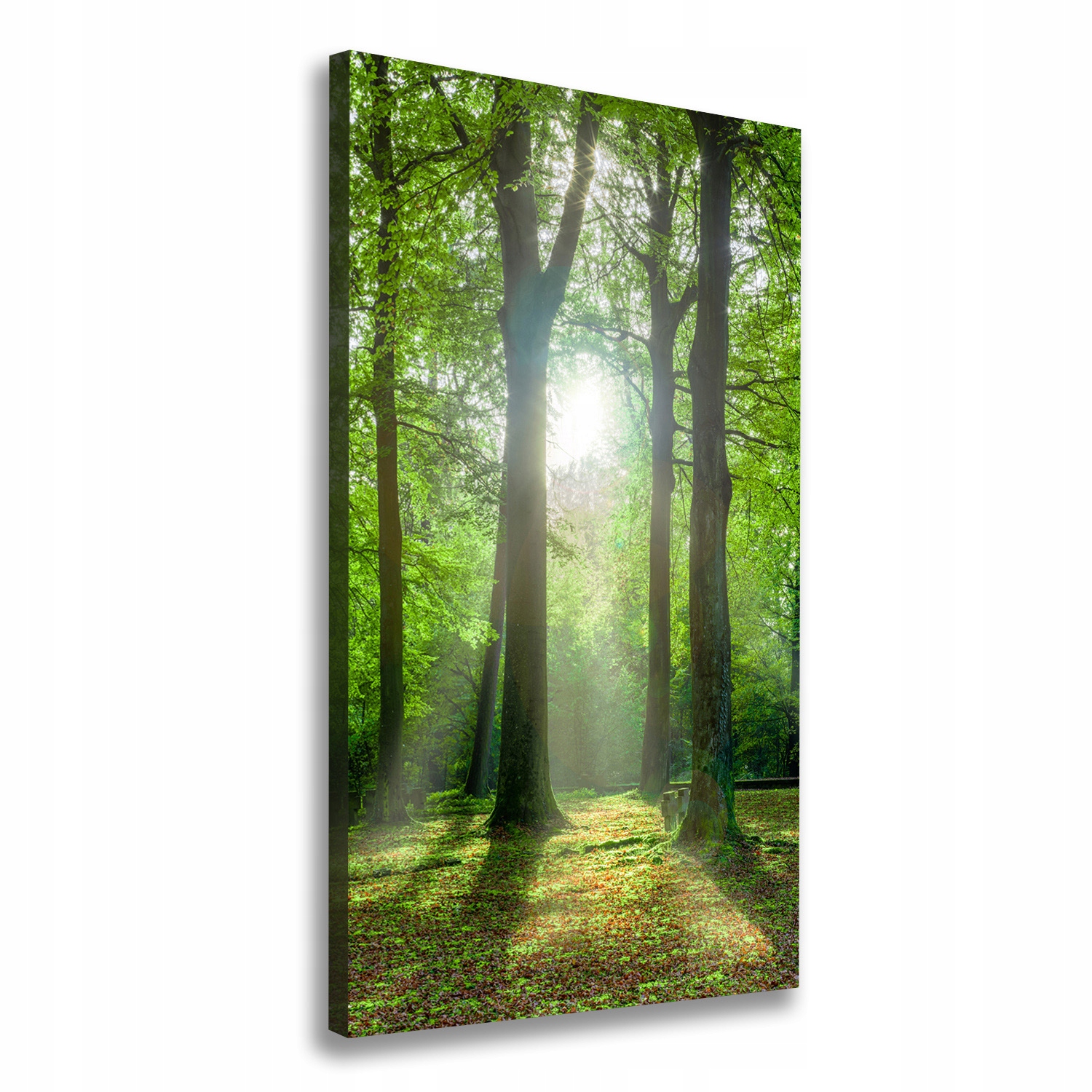 

Foto obraz na płótnie Słońce w lesie 70x140 cm