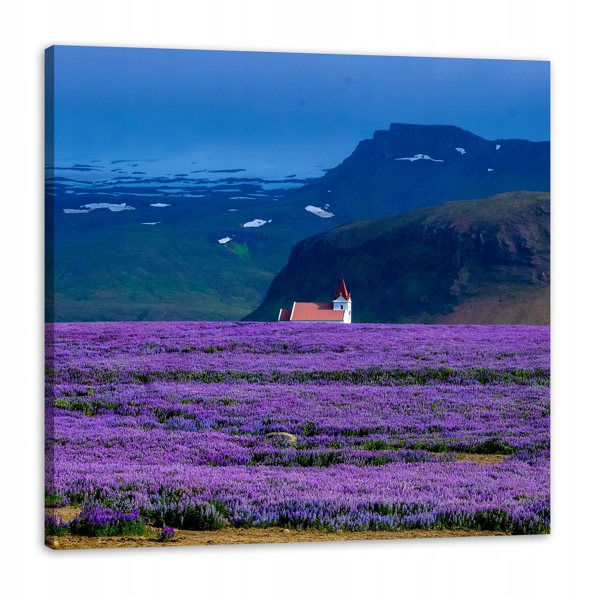 Obraz na plátně Příroda Pole levandule 90x90 cm