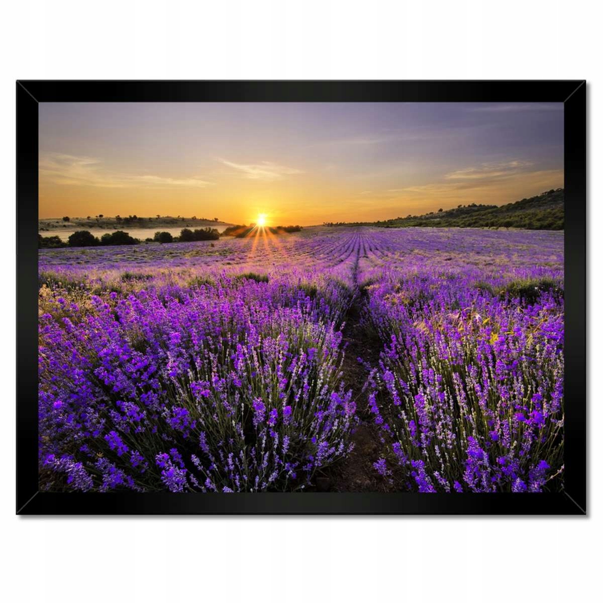 Plakáty v rámu 40x30 Levandulová krajina Slunce