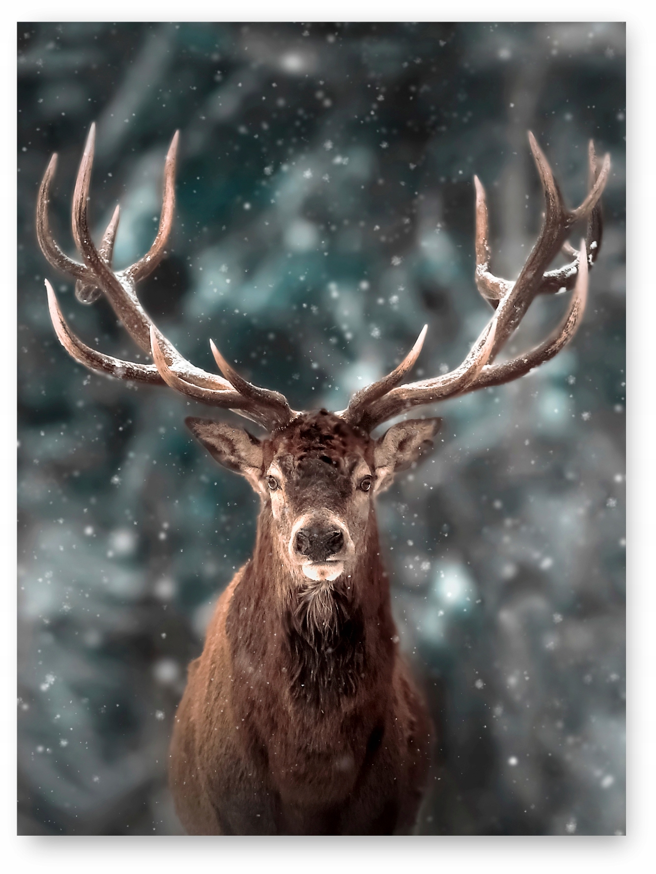 

Jeleń Zima plakat 30x40 cm wydruk #4C