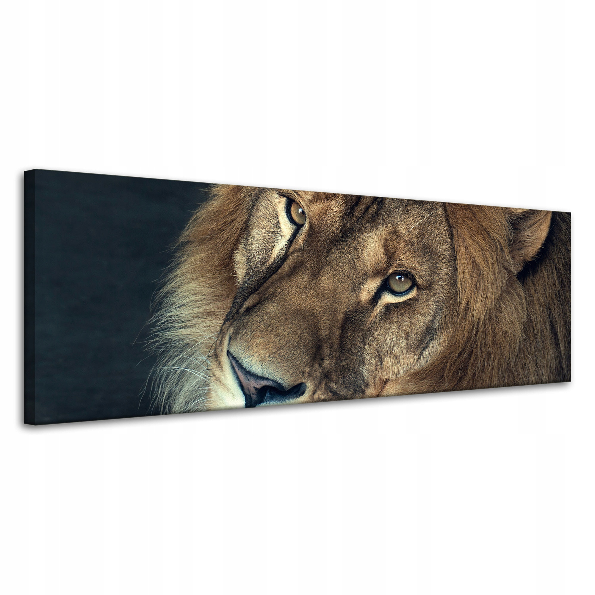 Obraz na plátně Tvář a oči Lva Divočina 120x40 cm Ideální jako dárek