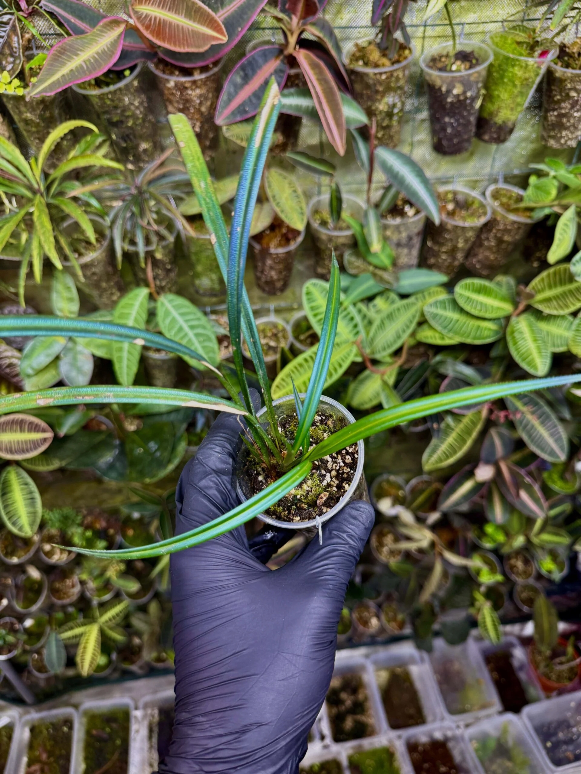 Levně Mapania caudata opalizující tráva rostlina do terária paludárium