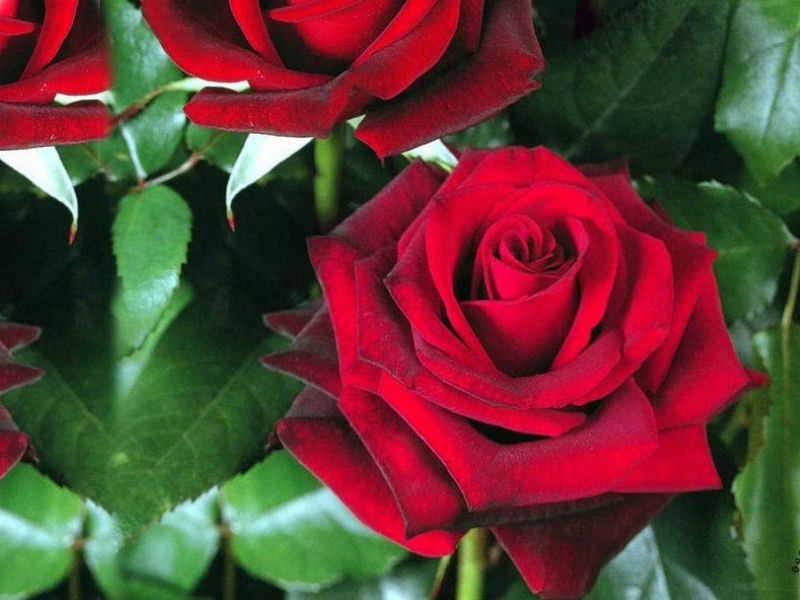 Róża wielkokwiatowa Rosa 'Red Berlin'