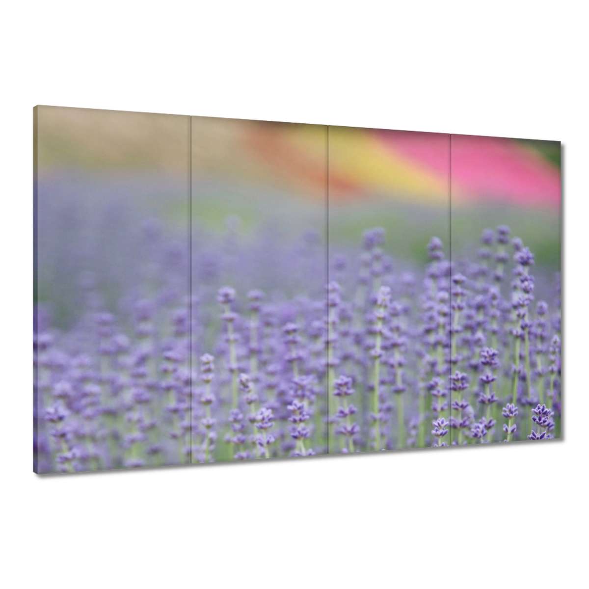Obrazy 120x80 Levandule Levandulový svět