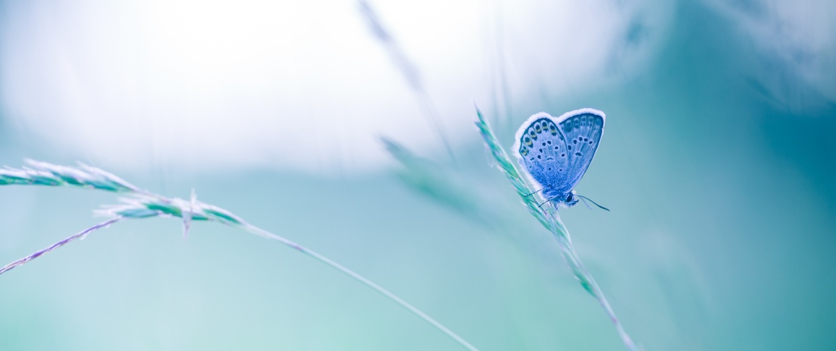 

Fototapeta Flizelinowa Motylkowa Trawa 250x104