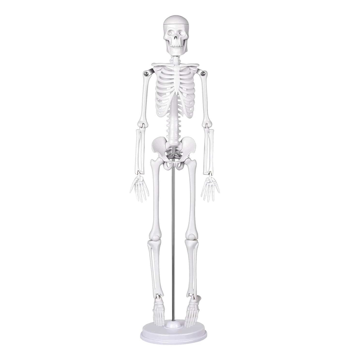 Model anatomiczny szkieletu człowieka 45 cm z czaszką na statyw
