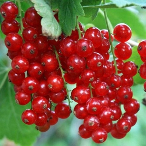 Porzeczka czerwona krzew PRZETWORY BOMBA WITAMINOWA sadzonka do OGRODU