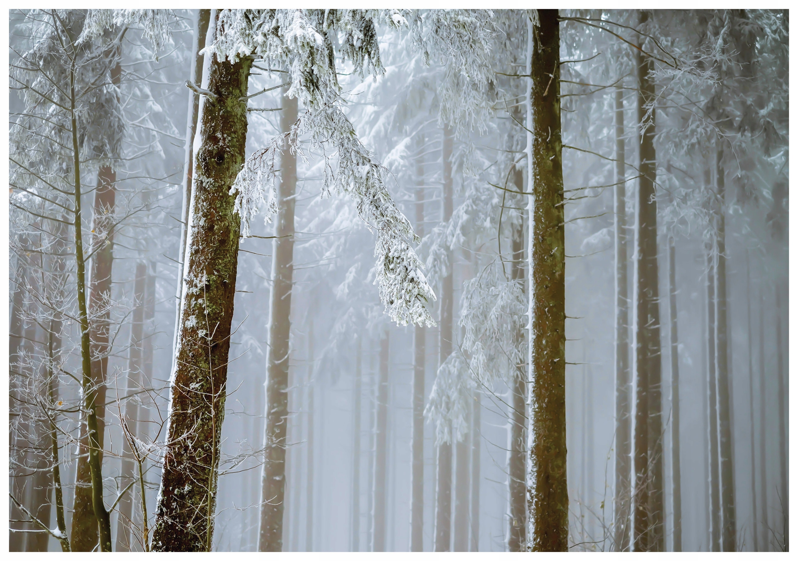 Vliesová fototapeta Zimný les Snehové stromy v bielej farbe 400x280 lepidlo