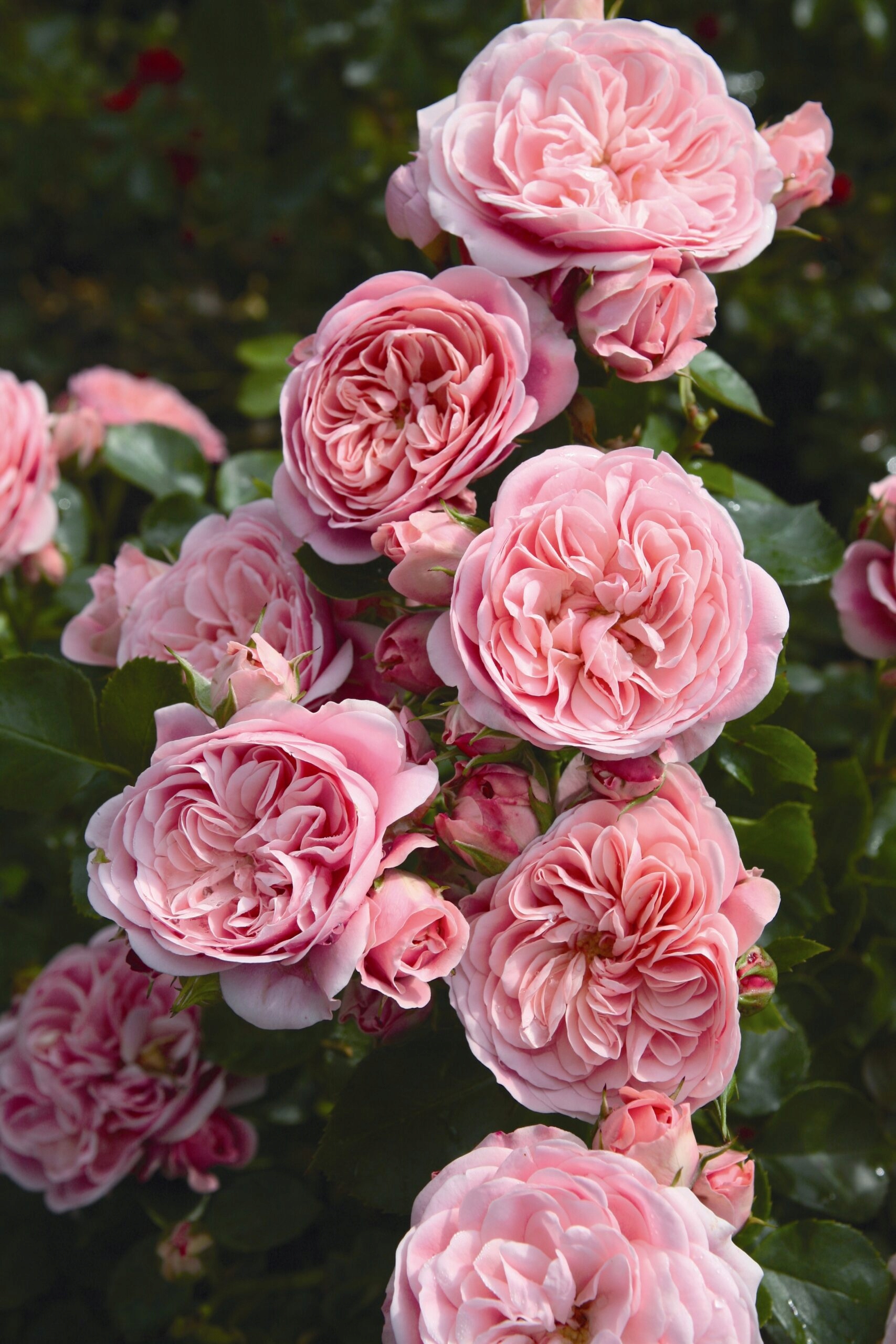 Róża Rabatowa BAILANDO Bujna Różowa PREMIUM Doniczka XL