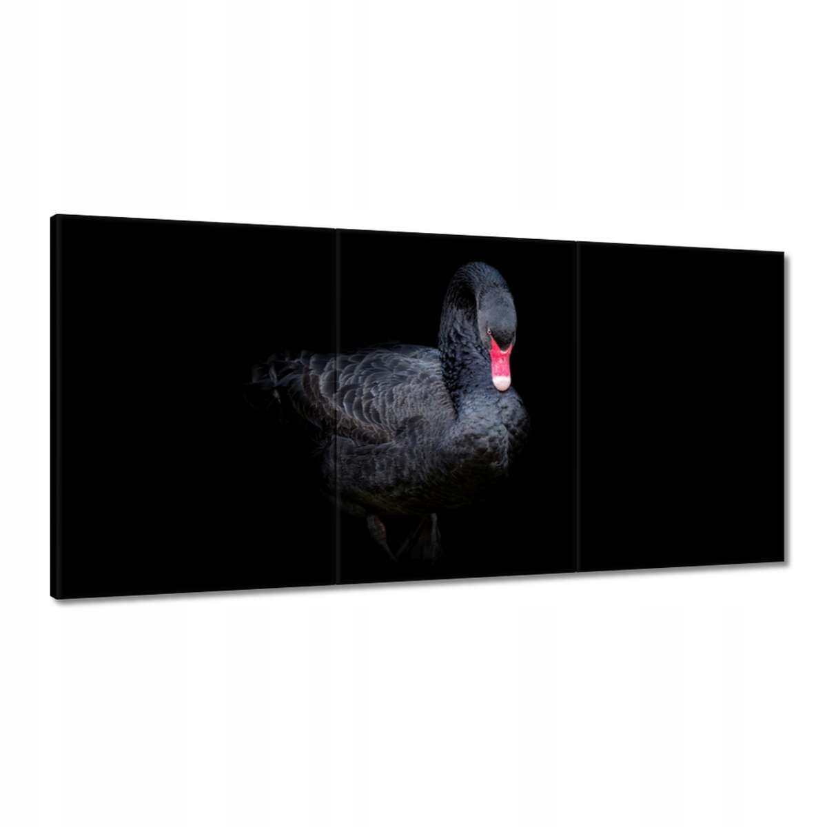 Obrazy 180x90 Krásna čierna labuť