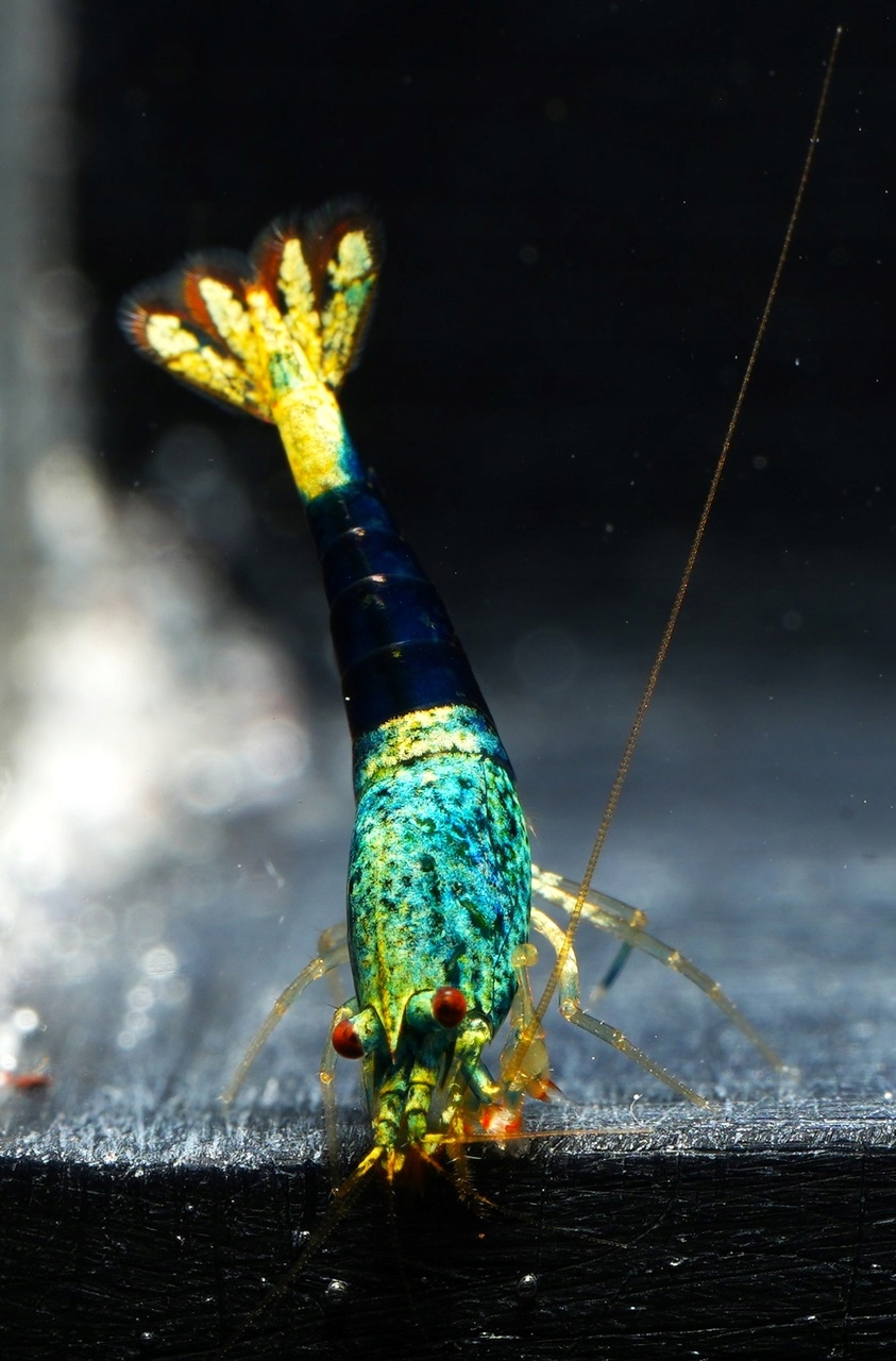 Krewetki Ocean Blue - Turkusowa Perła akwarium