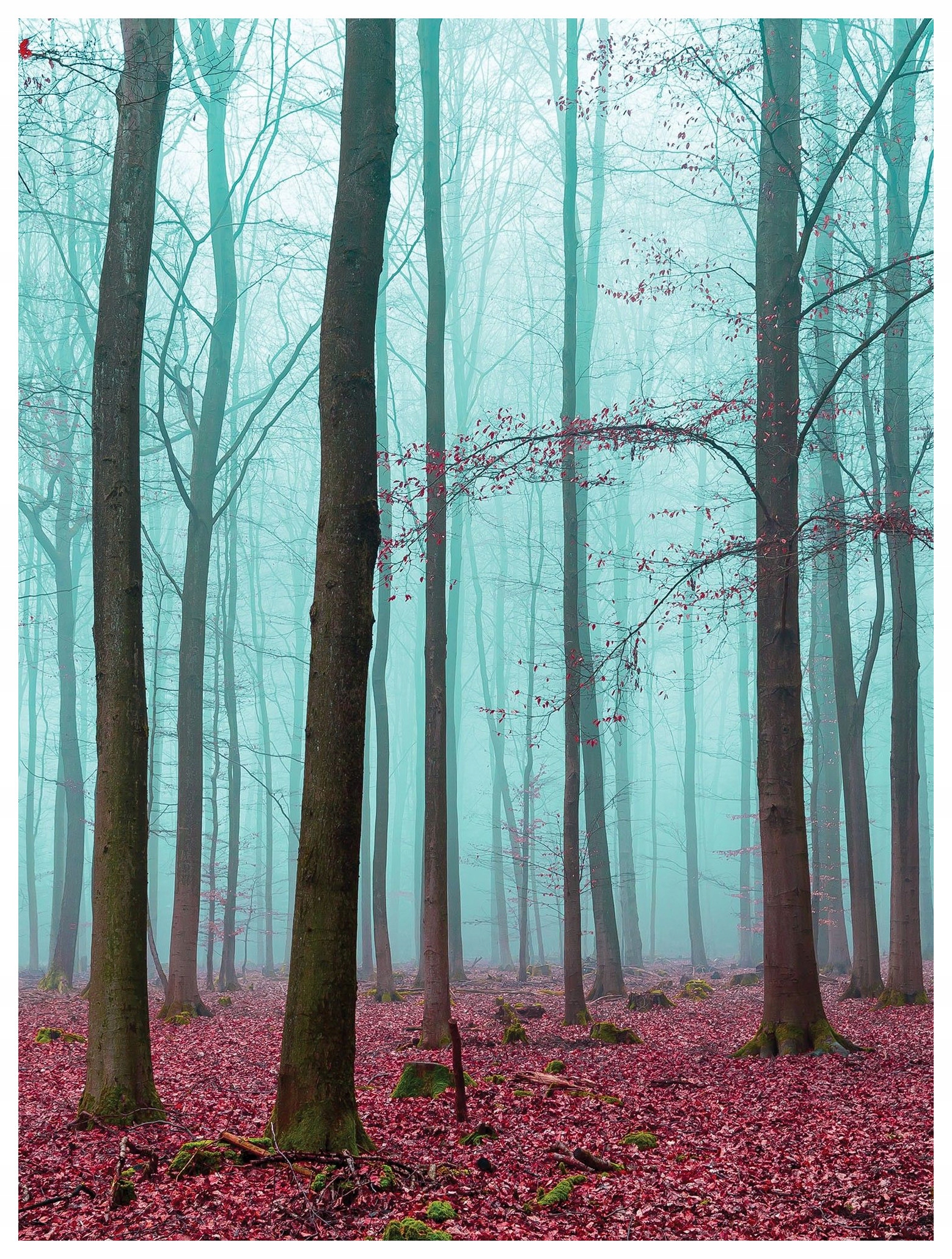 Fototapeta Podzimní les v mlze Hnědo-červené listy 206x275 lepidlo