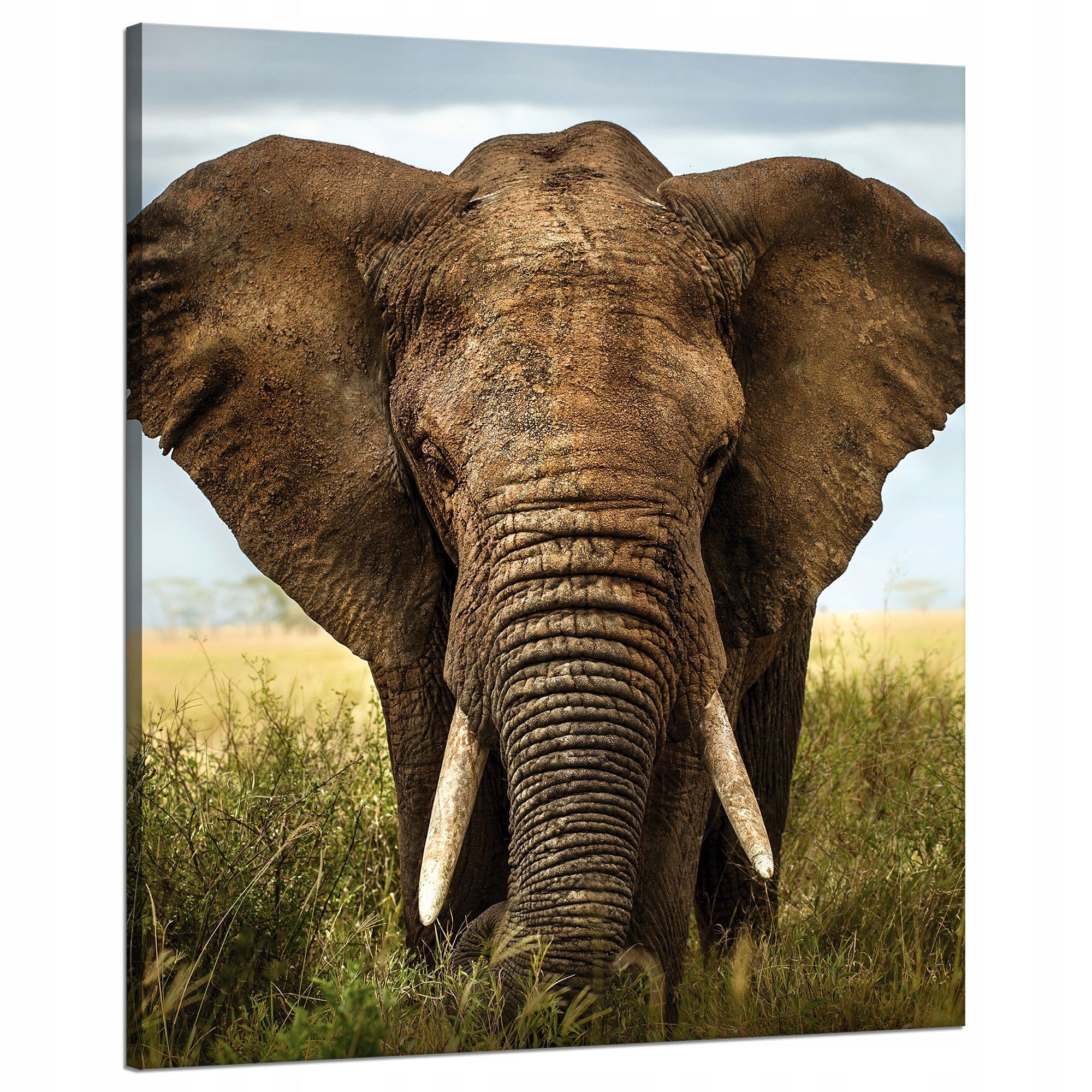 Obraz na plátně Slon v Vysoké Trávě Afrika 80x100 cm