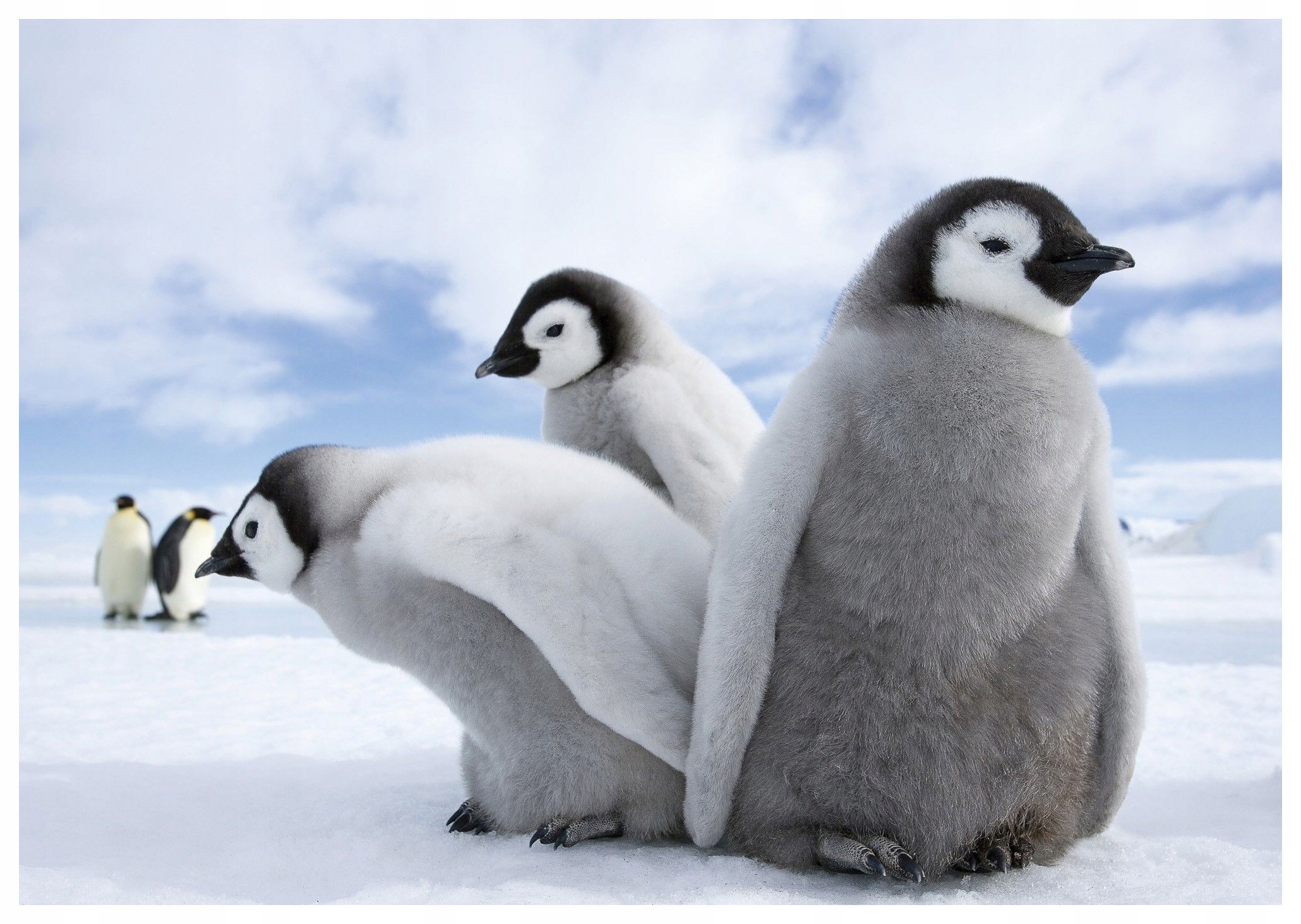 Fototapeta flizelina Tučňáci Antarktida roztomilé děti led 250x175 lepidlo