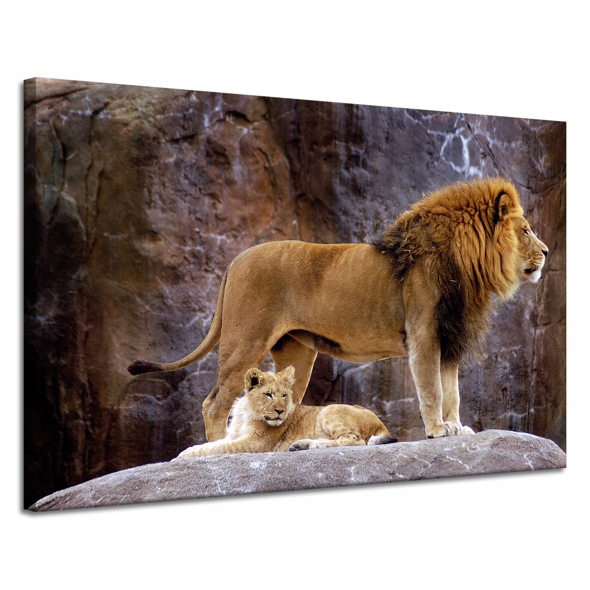 Obraz na plátně Pár Lvů Na Skále Hory Příroda 120x80 cm