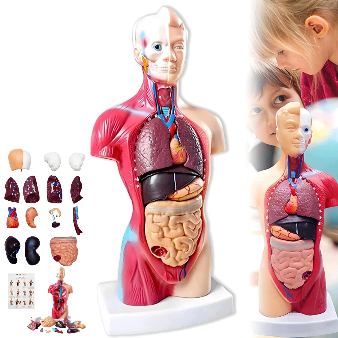 Anatomiczny Model Ludzkiego Ciała Ludzkie Organy Anatomia Tułów Człowieka
