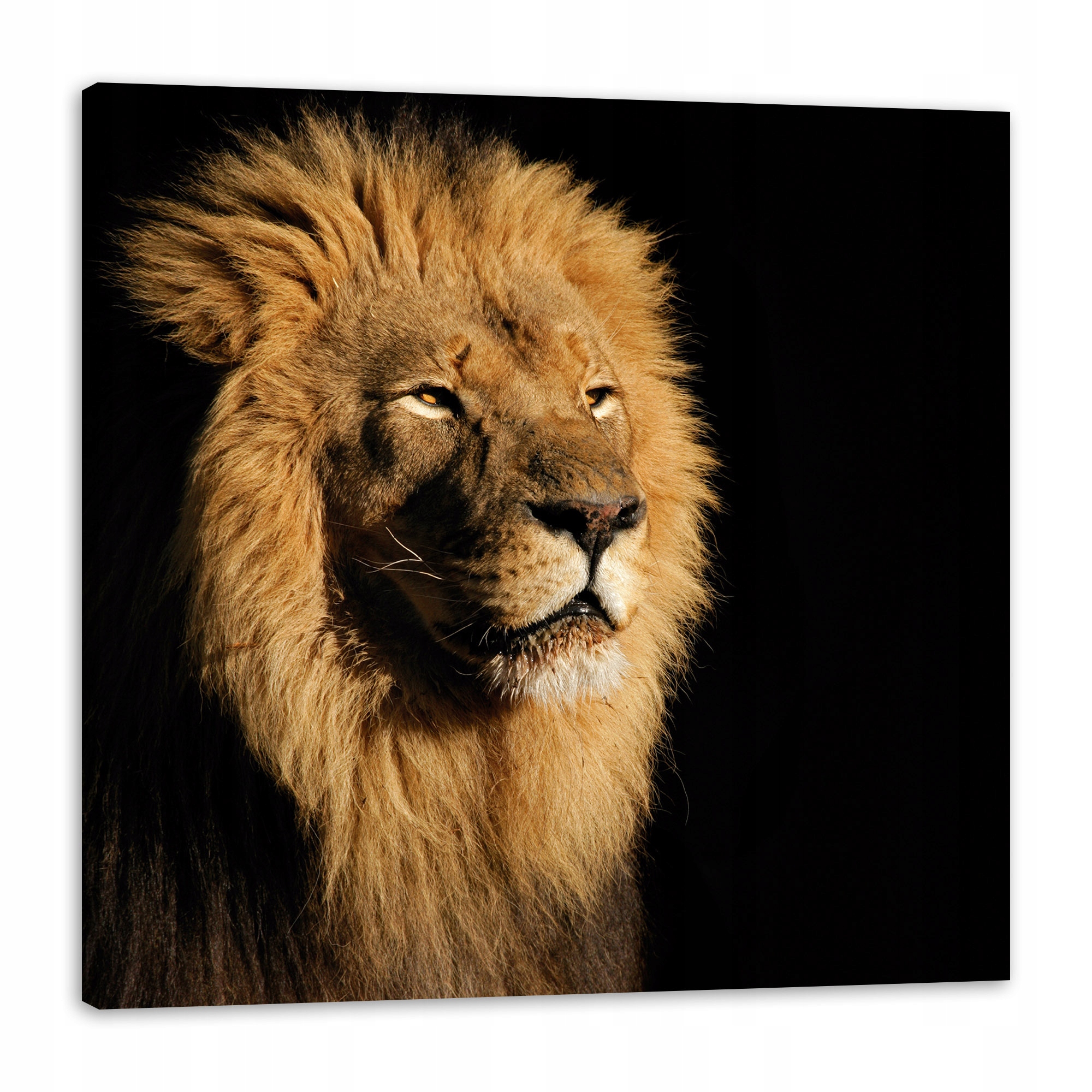 Obraz na plátně Osvětlený Lev Krása Hříva 80x80 cm Ideální jako dárek