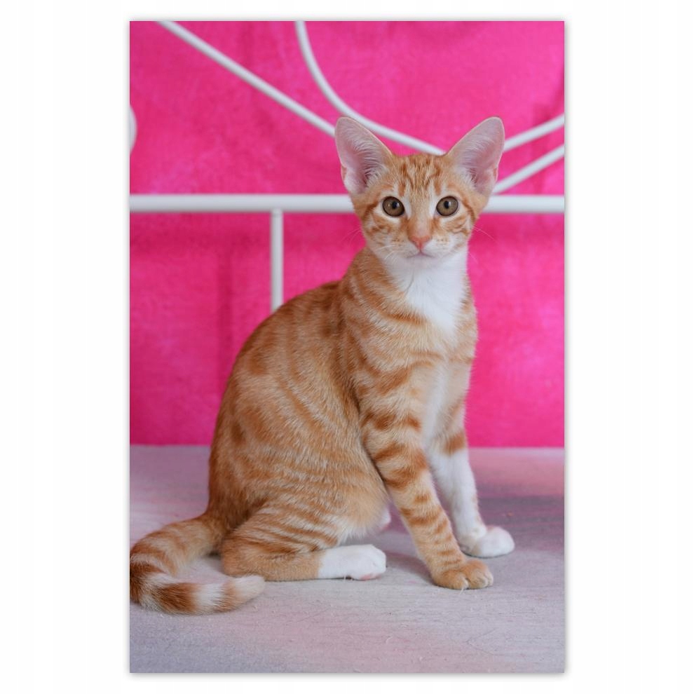 

Plakat 62x93 Kotek Kotki Koty Kicia