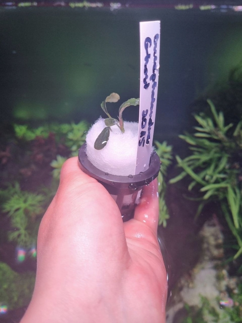 Bucephalandra Ghost 2015 unikat - koszyk