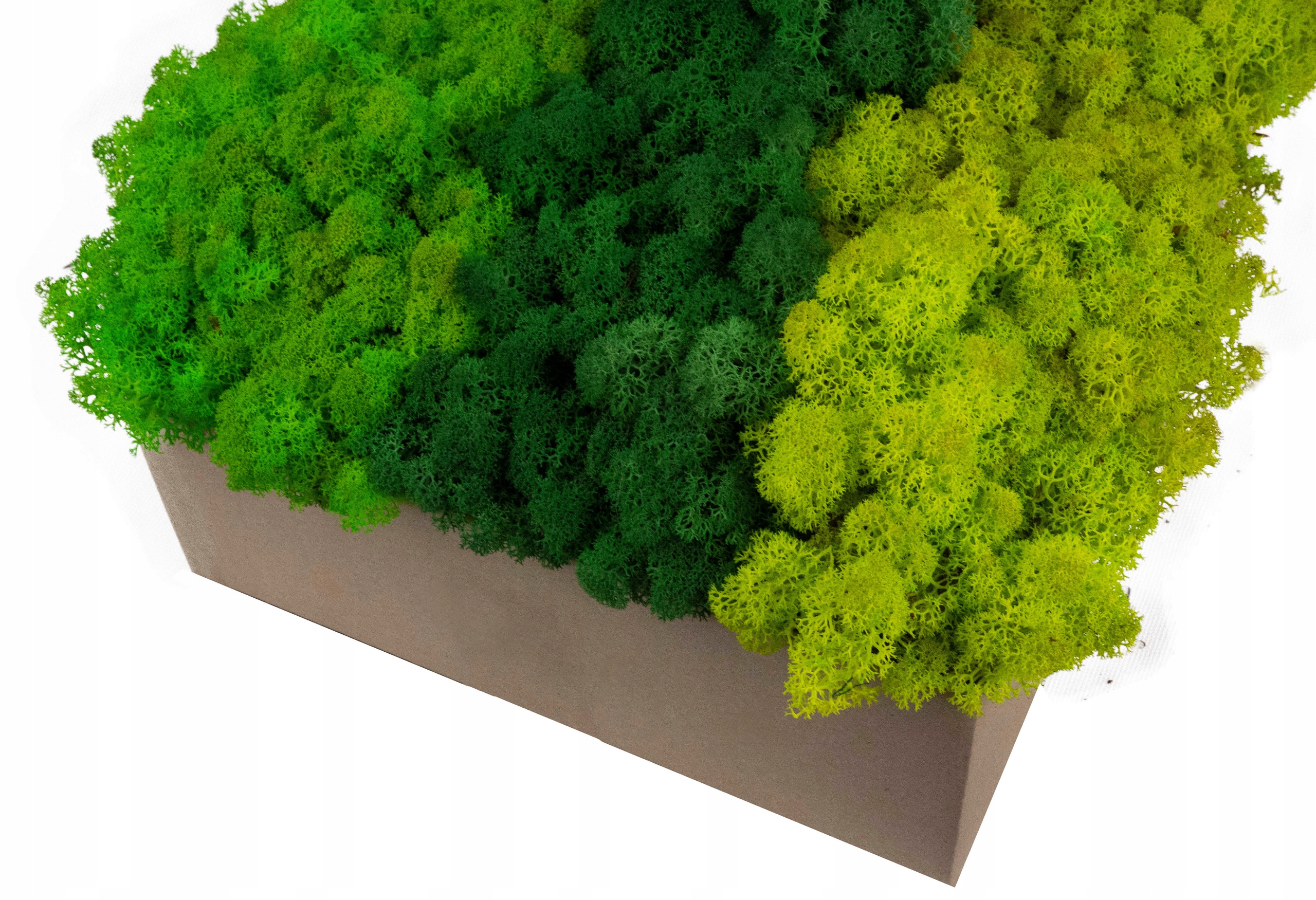 PREMIUM Mech Chrobotek Dekoracyjny MIX 3 KOLORÓW 500gr 0.5kg Rodzaj mech chrobotek