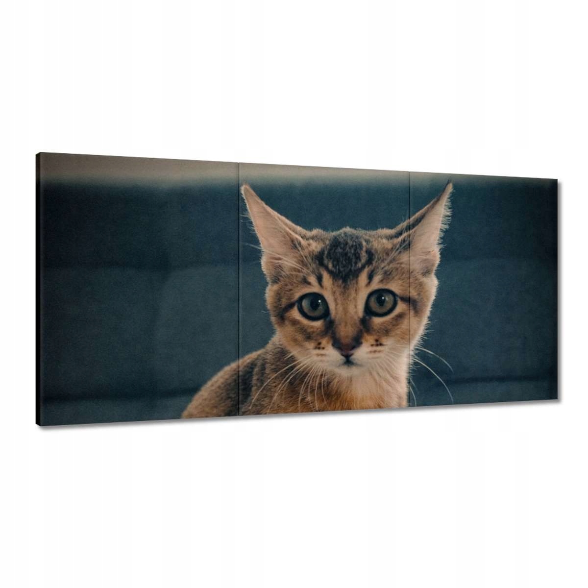 Obrazy 180x90 Mačiatko Mačky Kicia