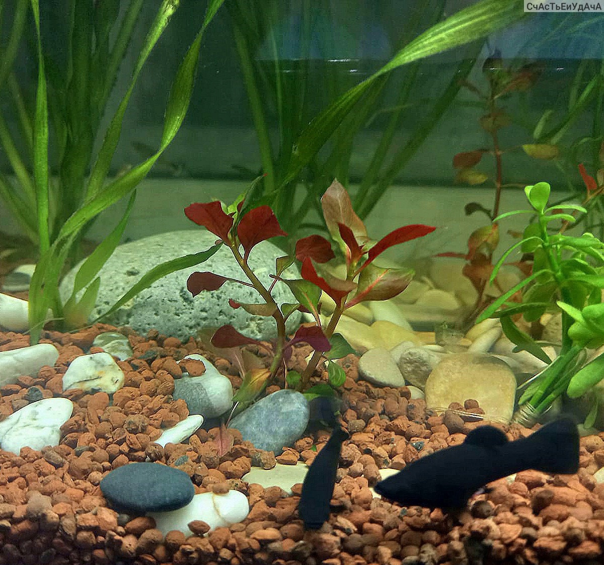 SUBSTRAT DLA ROŚLIN ŻWIREK BRĄZOWY PODŁOŻE AKTYWNE ACTIVE SUBSTRATE 3L Kod producenta ActiveSubstrate3l