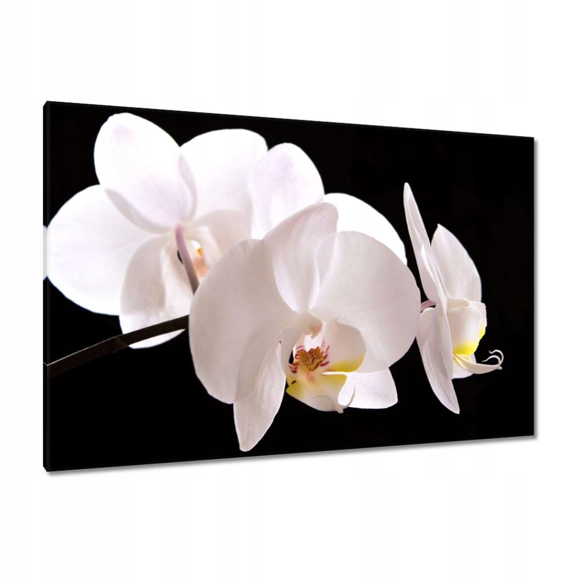 Obrazy 120x80 Bílý orchidej