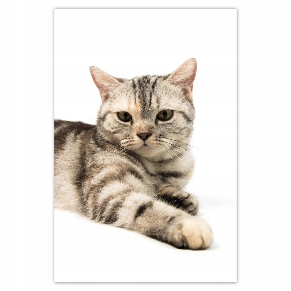 

Plakat 62x93 Kot Kotki Koty Kicia