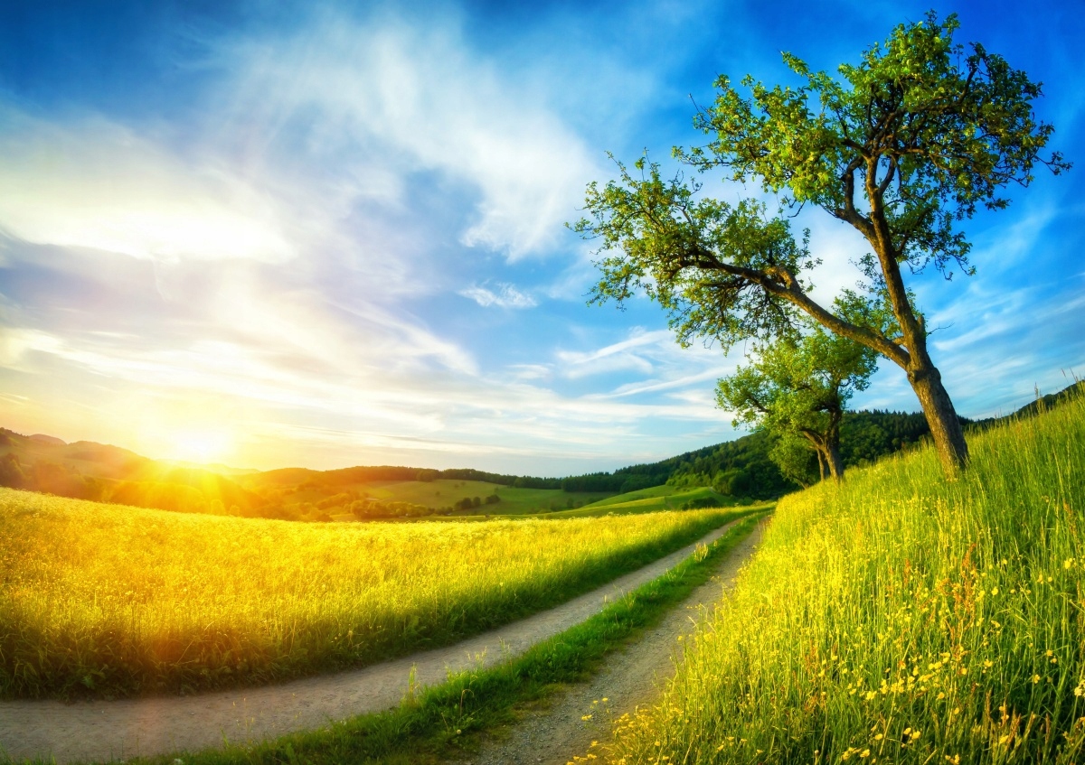 

Fototapeta Flizelinowa Łąka Drzewo 312x219