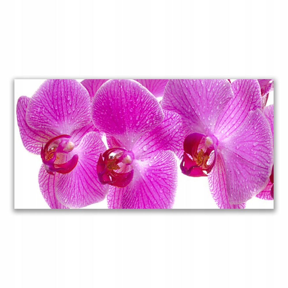 

Fotoobraz nowoczesny 120x60 Kwiaty Roślina Natura