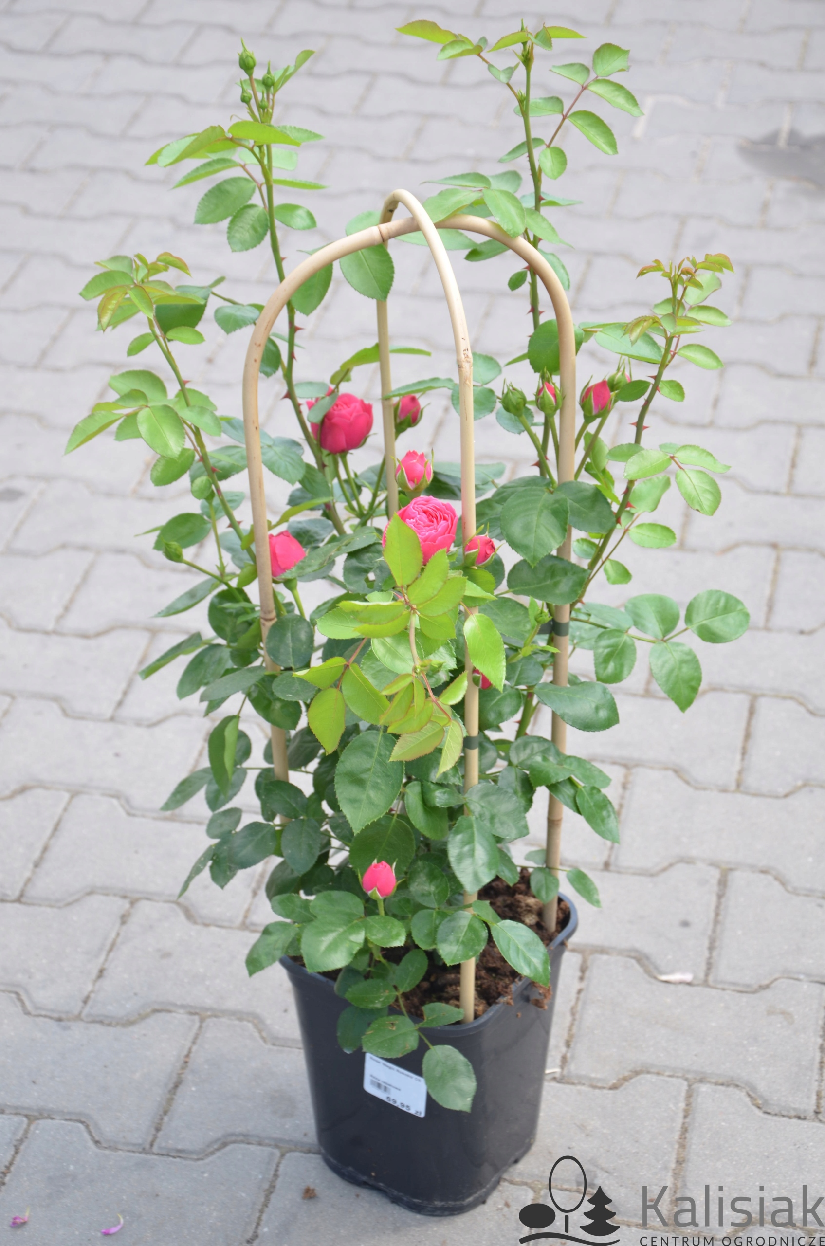 Rosa 'Magic Rokoko' Róża rabatowa 30-40 cm 5L
